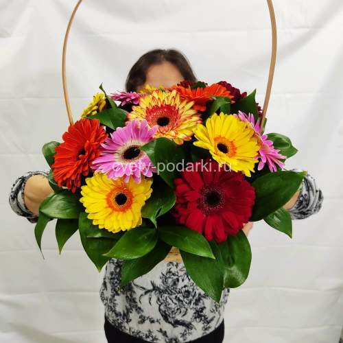 Корзина из 15 гербер с зеленью  